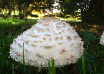 Keulenstieliger Garten-Safranschirmling (Chlorophyllum rachodes) - © Bernard Wieser